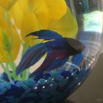 Profile Picture of Percy Curtis (@percycurtis123) on Instagram