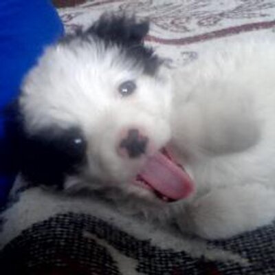 Profile Picture of Arturo Nestor Susaño (@ArturoCondori3) on Twitter