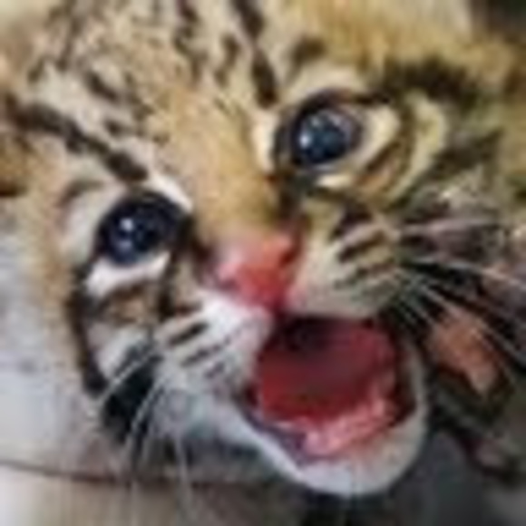 Profile Picture of David Wong (@wongsaic) on Poshmark