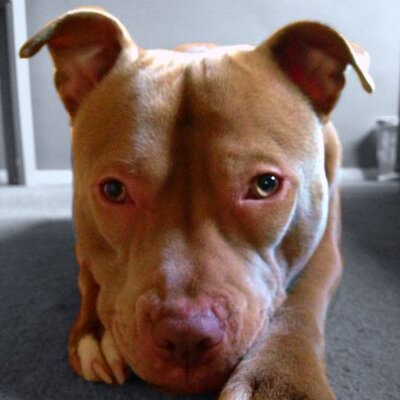 Profile Picture of Michael Boothroyd (@BoothroydHudz) on Twitter