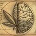 Profile Picture of AutoCultivo (@cannabismagazin) on Pinterest