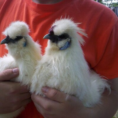 Cynthia Harrison - Twitter Profile Picture of Cynthia Harrison (@HarrisonsFarm) on Twitter