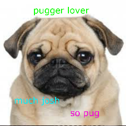 Profile Picture of Josh Mccaw (@pugger_luver) on Twitter