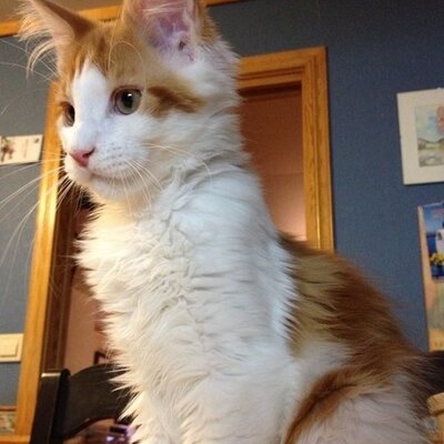 Profile Picture of Kari Anne H. Knutsen (@PostKari) on Twitter