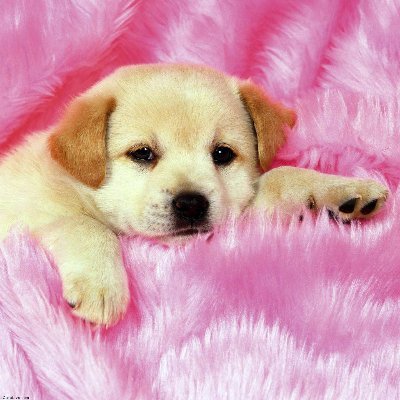 Profile Picture of Luane Sablan ( V ) (@_MissPinkLady_) on Twitter