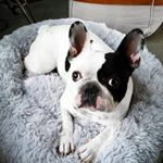 Profile Picture of Raymond_thefrenchie (@raymond_thefrenchie) on Instagram