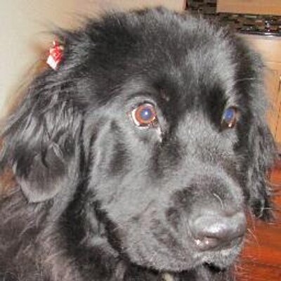 Profile Picture of Jeff Grafstein (@jgraf120) on Twitter