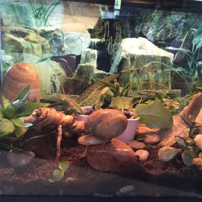 Profile Picture of Guy Eloi Bilodeau (@GuyEloiBilodea1) on Twitter