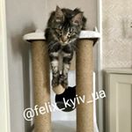 Profile Picture of когтеточки комплексы для кошек (@felix_kyiv_ua) on Instagram