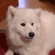 Profile Picture of George Bowles (@georgebowles5338) on Youtube