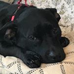 Profile Picture of Sarah Null (@sarahgnull) on Instagram