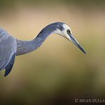 Profile Picture of Brian Dullaghan (@imagesoftasmania) on Instagram