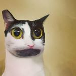 Profile Picture of Joshua Valladares (@josh_valladares_) on Instagram