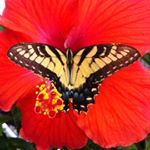 Profile Picture of Susan Hughes Hansen (@susan.hughes.hansen) on Instagram