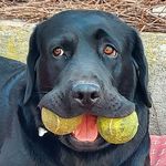 Profile Picture of Larry 🍒 The Black Labrador (@larry_blacklab) on Instagram