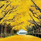 Profile Picture of Antonio Colocho (@antoniocolocho4897) on Youtube