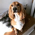 Rupert Graham - Instagram Profile Picture of Rupert Graham (@rupert_therapydog) on Instagram