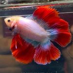 Profile Picture of HenBesar_BettaFish (@henbesar_bettafish) on Instagram