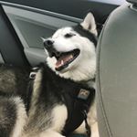 David The Husky - Instagram Profile Picture of David The Husky (@davidthehuskydog) on Instagram