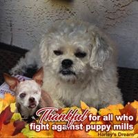 Profile Picture of Rhonda Pendleton (@rhonda-pendleton-1) on Quora