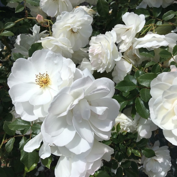 Profile Picture of Isabella Gallant (@_izzgally) on Poshmark