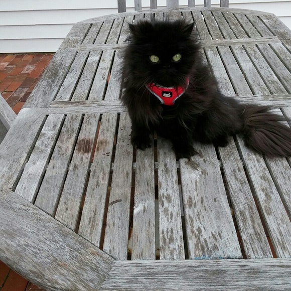 Profile Picture of Shirley Huff (@htcpookie) on Poshmark