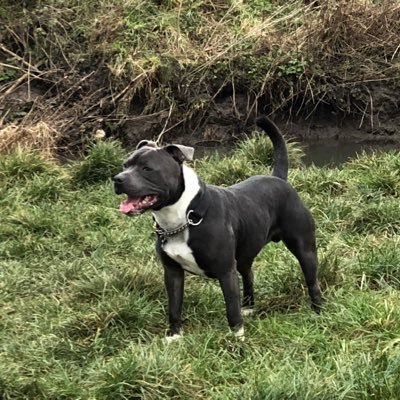 Profile Picture of Neil O'Leary #FBPE (@neil_oleary) on Twitter