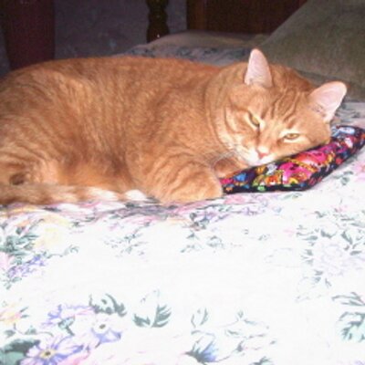 Profile Picture of Karl Detweiler (@OsirisKingCat) on Twitter