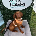 Profile Picture of Ivy (@ivy_hungarian_vizsla) on Instagram