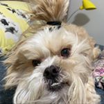 Profile Picture of Bob Souza (@bobsouza10) on Instagram
