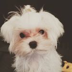 Profile Picture of Molly Singleton Of Glen Ord (@molly.singleton.ofglenord) on Instagram