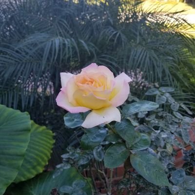 Profile Picture of Silver Skeeter (@GuthTyler) on Twitter