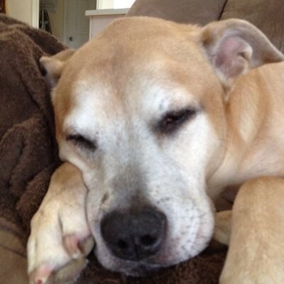 Profile Picture of Susan Larsen (@susanlarsen1801) on Twitter