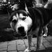 Profile Picture of Robert Golmert (@rgolmert) on Pinterest