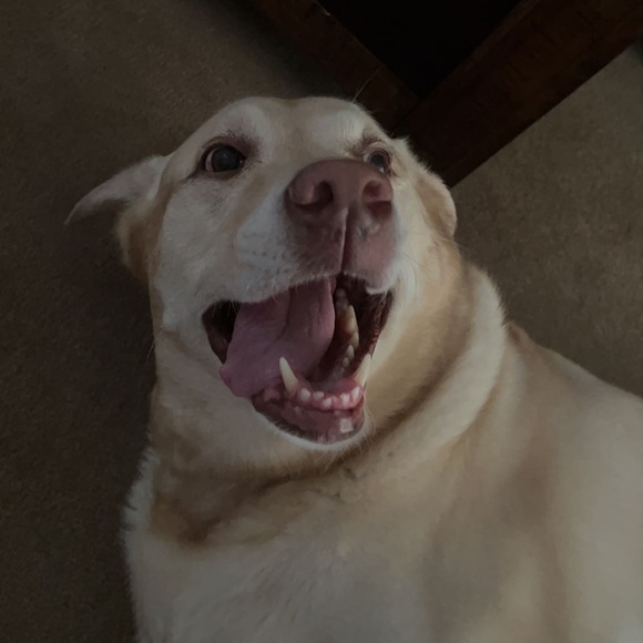 Profile Picture of Anna Mordecki (@annamordecki) on Poshmark