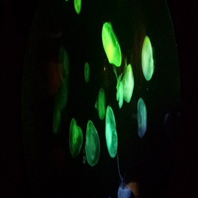 Profile Picture of Kim Zimmerman (@ZimShadie) on Twitter