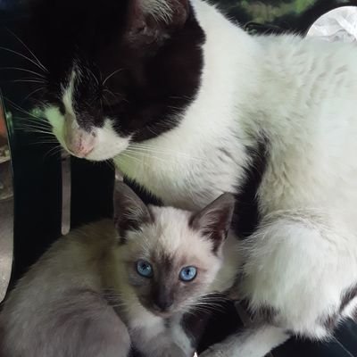 Profile Picture of Sonia Arevalo (@SoniaAr82852824) on Twitter