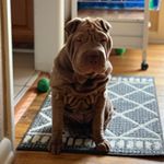 Profile Picture of Sophia & Sasha The Sharpeis (@sophianathesharpei) on Instagram