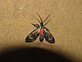Profile Picture of Cosmosoma regiaon Wikipedia