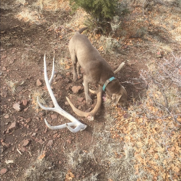 Profile Picture of Dustin Snow (@snow65) on Poshmark