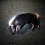 Profile Picture of Myrthy Velvin (@myrthyvelvin) on Instagram