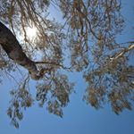 Iesha o'connor - Instagram Profile Picture of Iesha o'connor (@learn_live_give) on Instagram