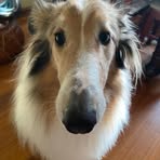 Profile Picture of Lorraine Calafiore (@lorraine.calafiore) on Facebook