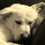 Profile Picture of Chris Gardner (@Chris G. Images) on Flickr