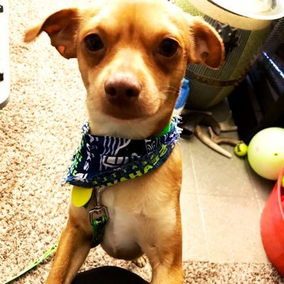 Profile Picture of Jennifer Benson (@dogshowaddict) on Twitter