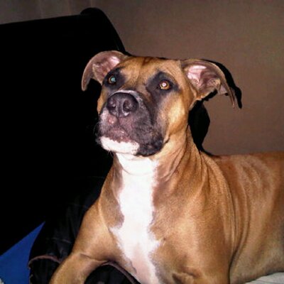 Profile Picture of Pittbulls S.A (@Terry4foreman) on Twitter