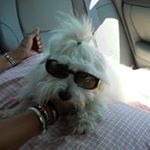 Profile Picture of Debbie Collier Wenzel (@collierwenzel) on Instagram