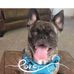 Profile Picture of Shelly SpringerGallipo (@shelly.springer.5) on Facebook