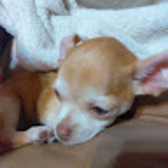 Profile Picture of Patience Lanquist (@planquist) on Poshmark