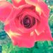 Profile Picture of Paula Grundy (@pgrundy0317) on Pinterest